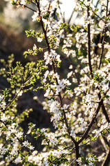 Sloes tree in early spring germany bavaria