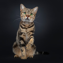 Fototapeta na wymiar Cute and excellent brown tabby American Shorthair cat sitting facing front. Looking straight in camera with green yellow eyes. One paw up like shaking hands. Isolated on black background.