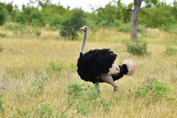 ostrich in african landscape,Satara region in Kruger national par