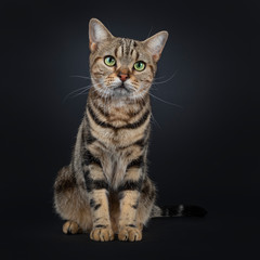 Fototapeta na wymiar Cute and excellent brown tabby American Shorthair cat sitting facing front. Looking beside camera with green yellow eyes. Isolated on black background