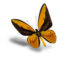 Fototapeta na wymiar butterfly Ornithoptera croesus lydius isolated on a white background