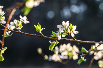 Sloes tree in early spring germany bavaria