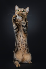 Cute and excellent brown tabby American Shorthair cat sitting on hind paws stretched out upwards for playing / catching. Looking up with green yellow eyes.  Isolated on black background.