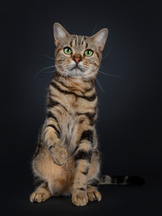 Fototapeta na wymiar Cute and excellent brown tabby American Shorthair cat sitting facing front. Looking straight in camera with green yellow eyes. One paw up like shaking hands. Isolated on black background.