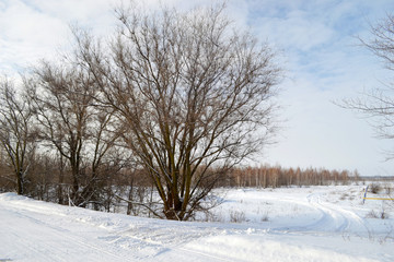 Winter walk in the snowy forest