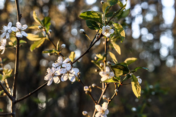 Sloes tree in early spring germany bavaria