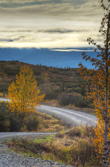 A small narrow road surrounded with fall colors in Denal National Park.