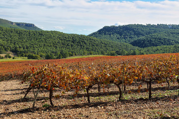 Landscape with autumn vineyards and farms