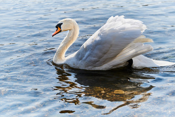 color photo of a white mute swan is swimming in the river rhine in Germany