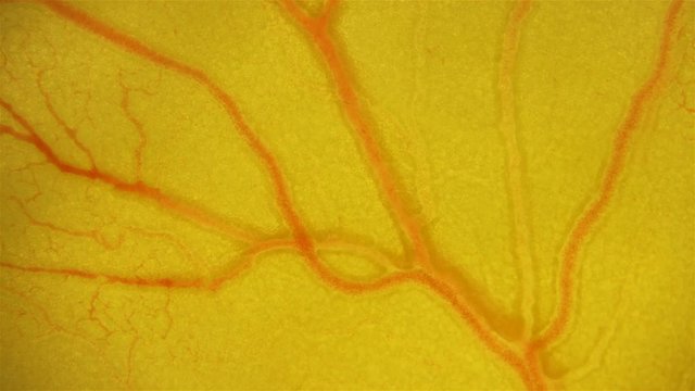 the movement of blood through the vessels in the Coturnix embryo, under a microscope