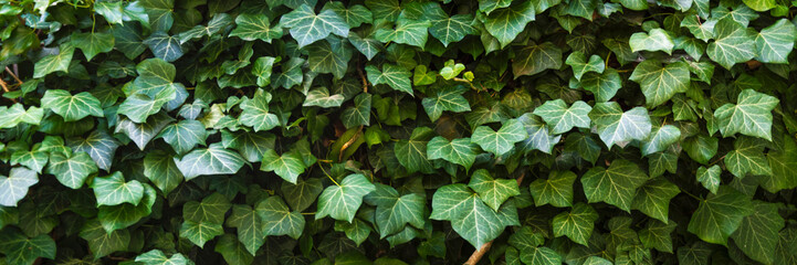 wall of ivy plant