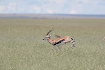 Fight impala in Massai Mara