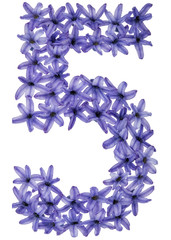Numeral 5, five, from natural flowers of hyacinth, isolated on white background