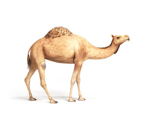 camel stands on white background 3d render