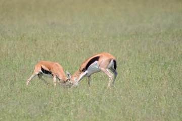 Naklejka na ściany i meble Fight impala in Massai Mara