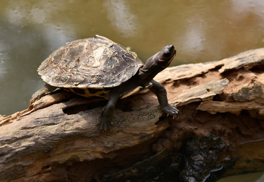 Assam Roofed Turtle also known as Sylhet Roofed Turtle bask in the sun
