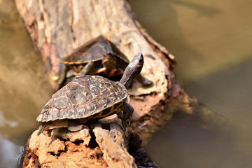 Assam Roofed Turtle also known as Sylhet Roofed Turtle bask in the sun