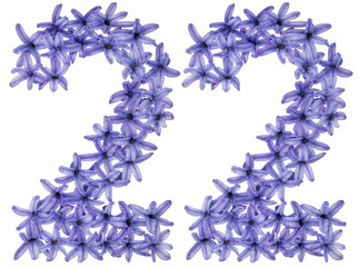Numeral 22, twenty two, from natural flowers of hyacinth, isolated on white background