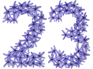 Numeral 23, twenty three, from natural flowers of hyacinth, isolated on white background