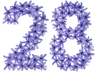 Numeral 28, twenty eight, from natural flowers of hyacinth, isolated on white background