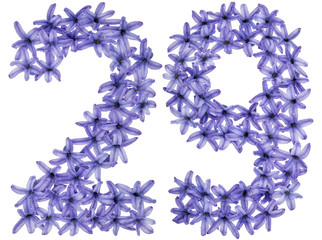 Numeral 29, twenty nine, from natural flowers of hyacinth, isolated on white background
