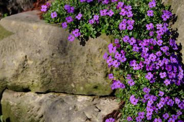 View of climbing purple flowers on the stone in the spirng garden