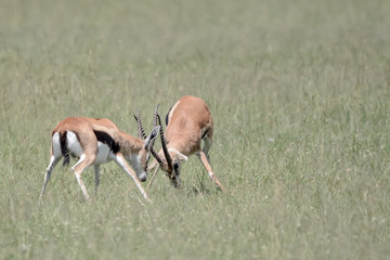 Fight impala in Massai Mara