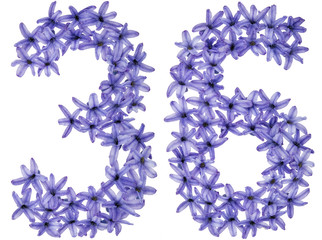 Numeral 36, thirty six, from natural flowers of hyacinth, isolated on white background