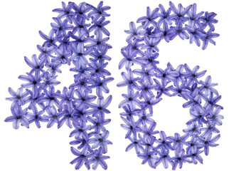 Numeral 46, forty six, from natural flowers of hyacinth, isolated on white background