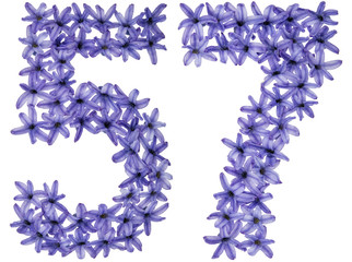 Numeral 57, fifty seven, from natural flowers of hyacinth, isolated on white background