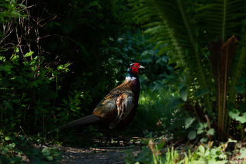 Pheasant in the garden