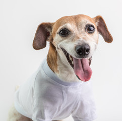 Smiling happy dog. Gray t-shirt. White background