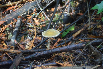 mushrooms in the forest