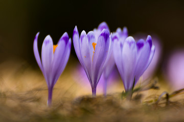 Beautiful spring crocus flowers with purple petals. Awakening nature. Spring messenger