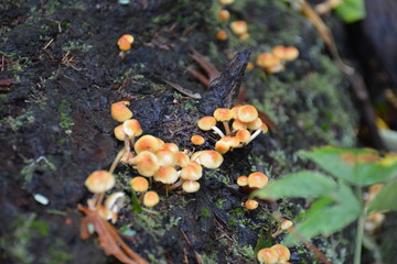 Mushrooms in the Forest