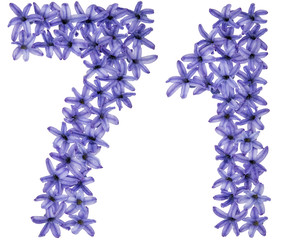 Numeral 71, seventy one, from natural flowers of hyacinth, isolated on white background