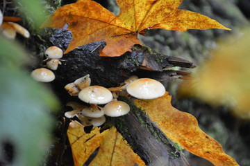 Mushrooms in the Forest