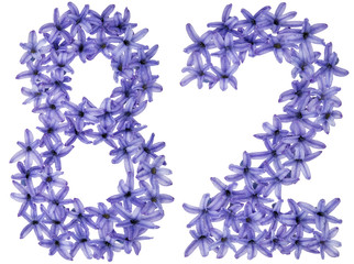 Numeral 82, eighty two, from natural flowers of hyacinth, isolated on white background