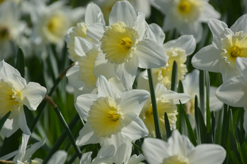 Fototapeta premium Narzissen - Narcissus