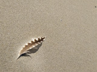 Feder am Strand