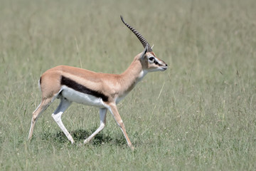 Fight impala in Massai Mara