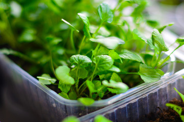 Seedling of plants in pots and trays on window sill. Selective focus