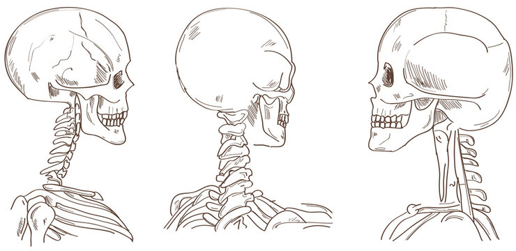 Human skulls in different perspective