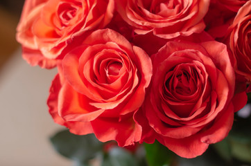 Bouquet of beautiful roses. Living coral - color of 2019. Selective focus