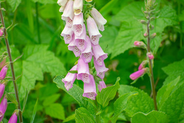 foxglove © J Michael Curry