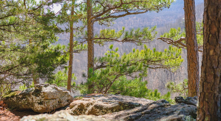 Pine Tree in Whitaker Point Trailhead National Forest, Kings River Township, AR