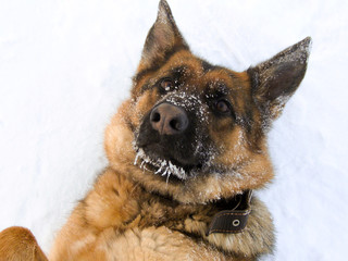 My favorite dog is lying on the snow.