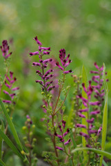 infiorescenza di Fumaria officinalis,pianta in primo piano