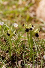 The wild iris (Iris tuberosa) with yellow flowers grows in its natural habitat.