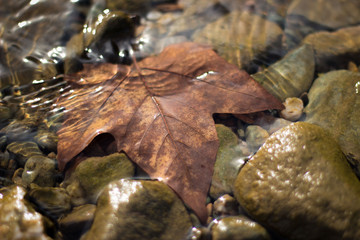 Close-up photo of oak leaf in the water stream with little stones, rocks underneath it